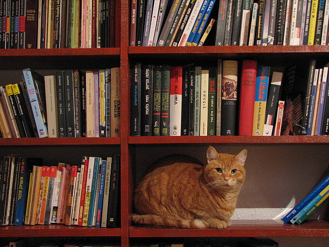 il-cats-and-books-5.jpg